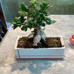 Bonsai In Ceramic Pot 