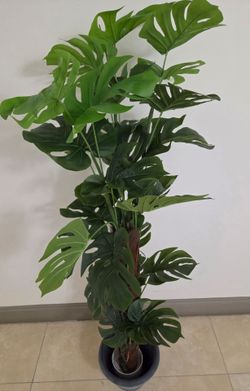 *** NEW LOW PRICE *** 62" Faux Monstera in Blue Circle Planter @ Lasting Creations
