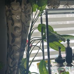 All house plants for sale