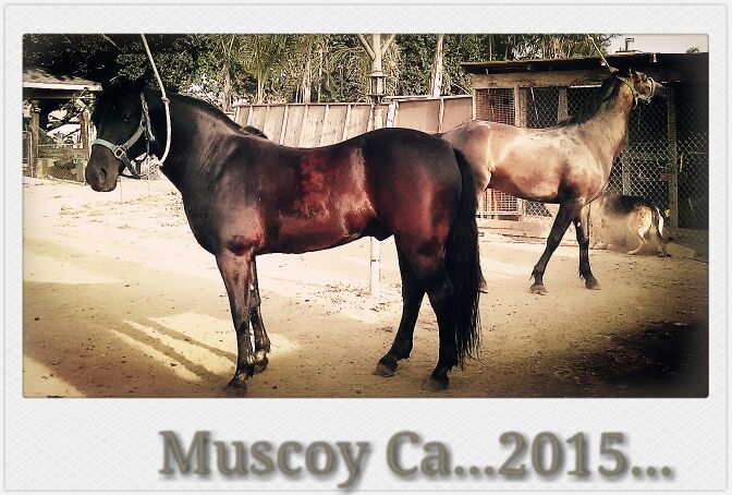 Caballo de venta