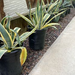 Agave Plant