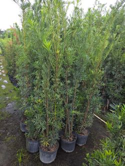 podocarpus 6 to 7 feet tall Instant Privacy Hedge For Fence Green Full Ready for planting  minimum qty 30+