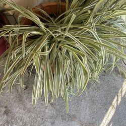 Large Variegated Spider Plant / Ornamental Grass