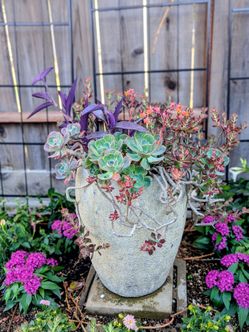 Ruby slippers succulent plant on second picture it's about to bloom ...... Planta hablo Espanol
$3- LATHROP