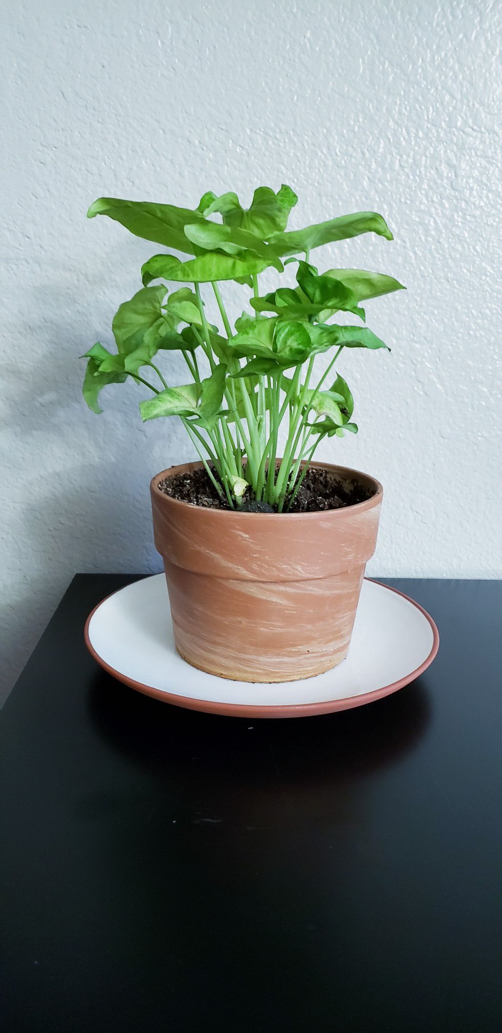 Live arrowhead plant in terracotta pot with terracotta plate