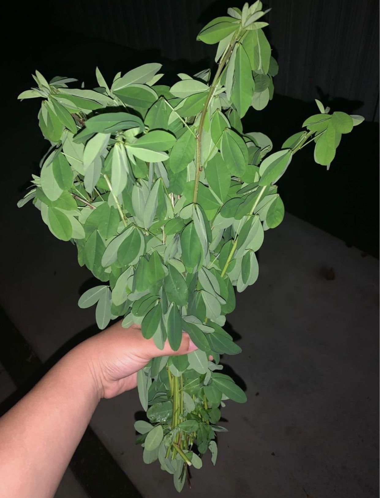 Chipilin De Guatemala