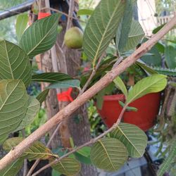 arboles de guayabos grndes