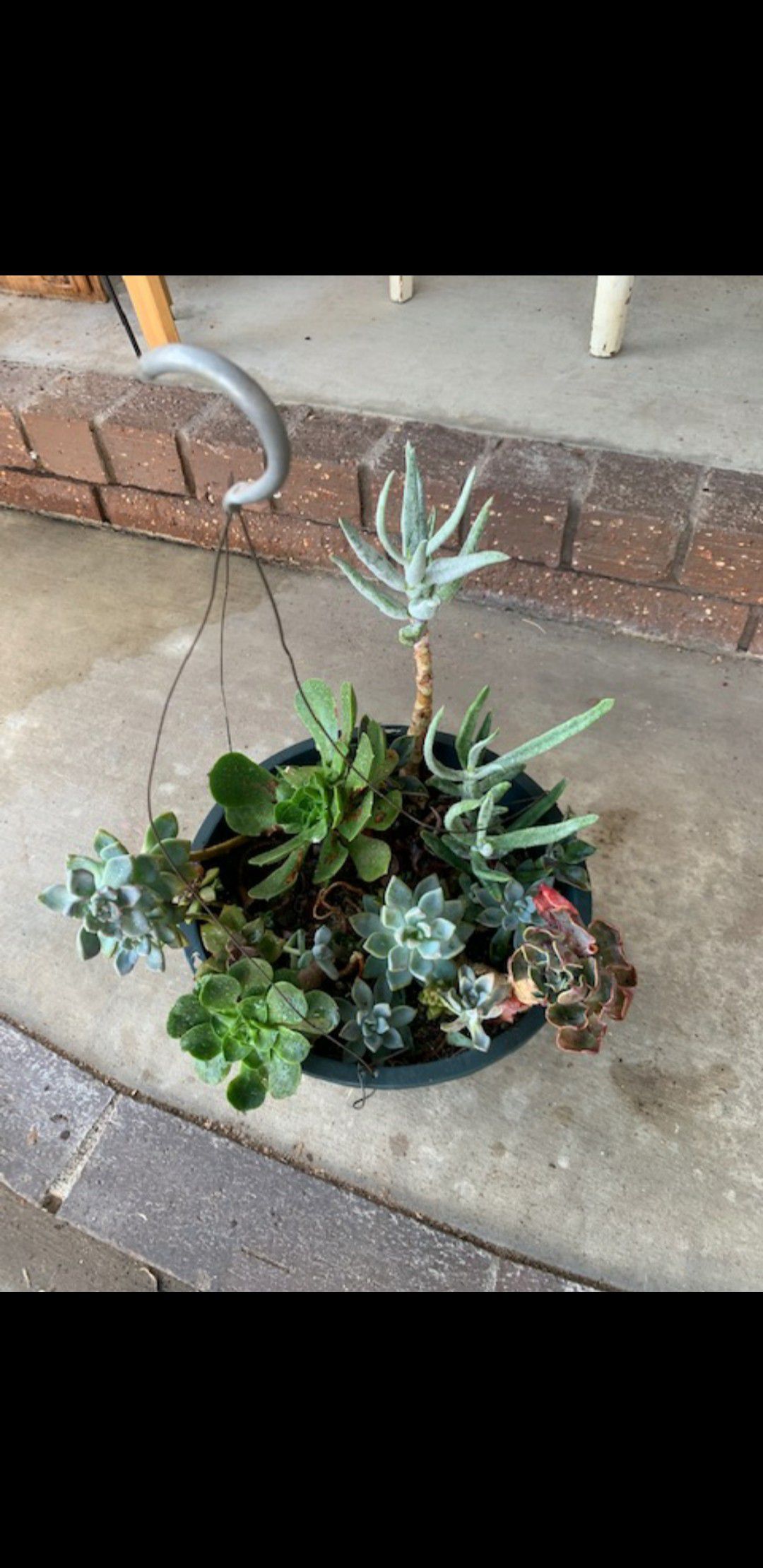 Potted Plants/Succulents