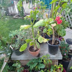 Succulents Flower Cactus 🌵 Corona De Cristo Etc 