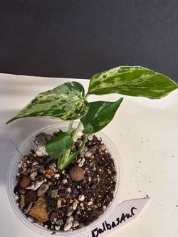 Monstera Bulbasaur Variegated.
