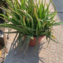 Aloe Vera Plants 🪴 Limited Quantities BLOWOUT