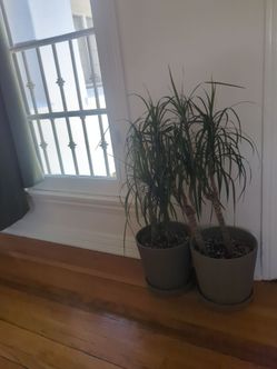 Two Ikea Planters with plates and Dracaena House plants