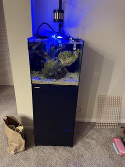 20 gallon Reef Tank