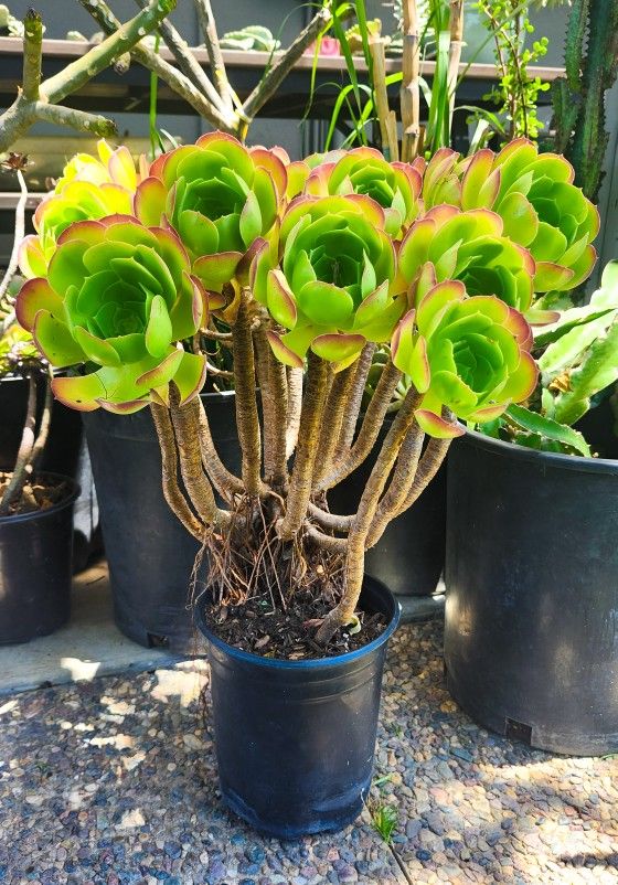 Aeonium Arboreum Bonsai Succulent 🪷