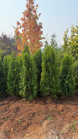 Emerald Green Aborvitae (5-6’)