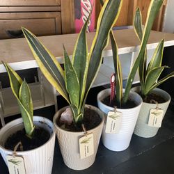 Snake Plants 