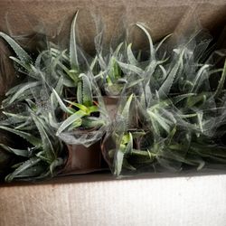 Aloe Vera (savila)