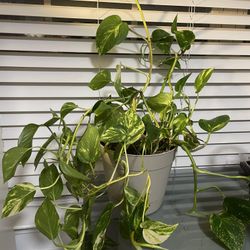 Pothos Live Plant