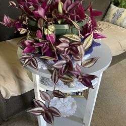 Tradescantia Zebrina Plant