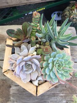 Succulents arrangement