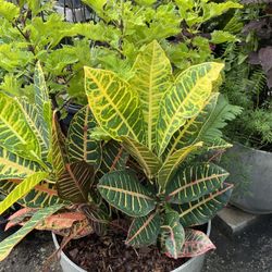 Decora Tu Apartamento O Tu Porche Con Estos Bellos Arreglos De Plantas