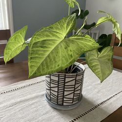 Arrowhead Plant in Ceramic Pot