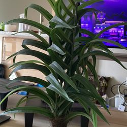 Faux Plant