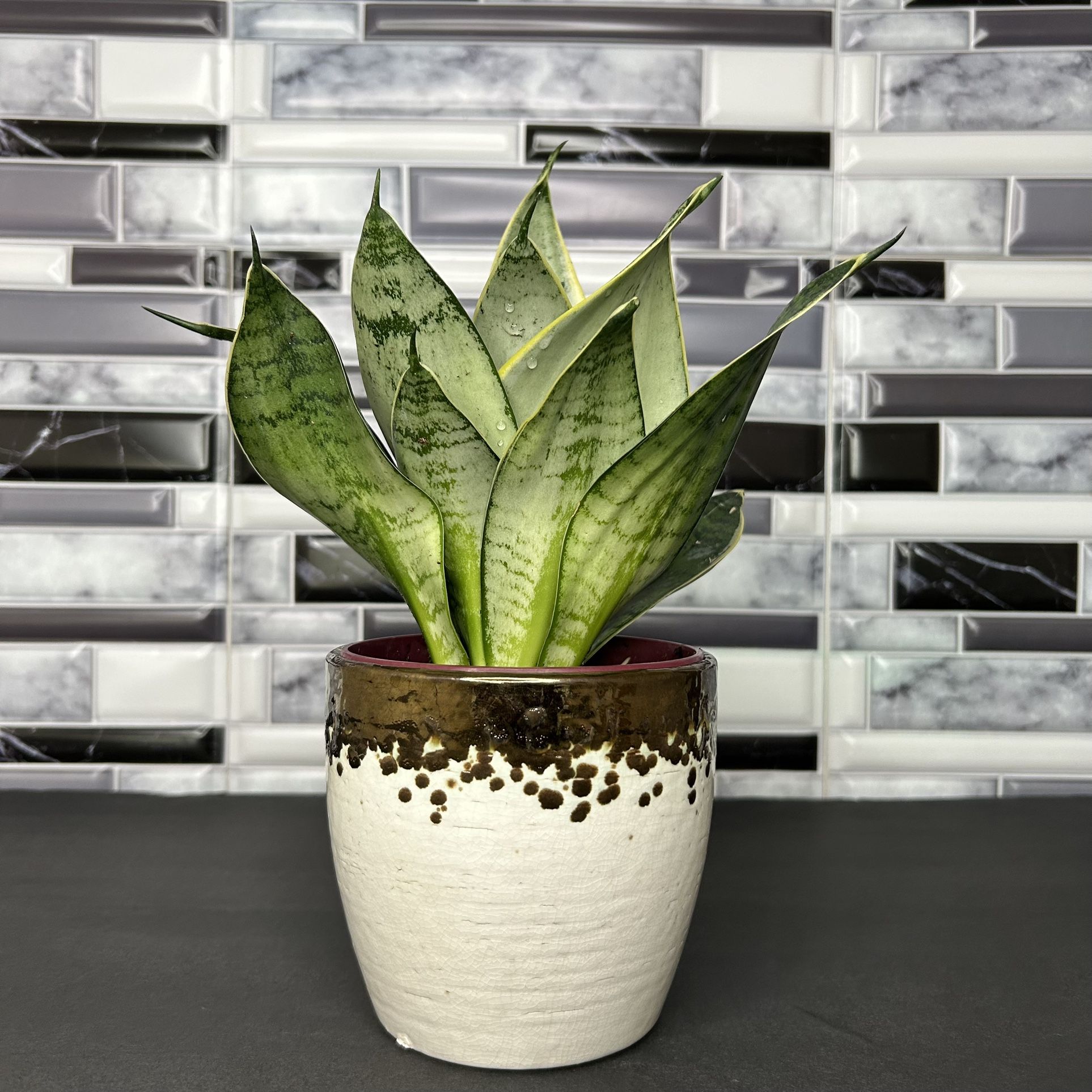Baby Snake Plant 4 inch Ceramic Pot