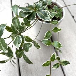 Vinca Minor (Periwinkle ) Variegated Blue Evergreen Groundcover,  Basket Filler.