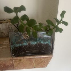 Succulent Plant 