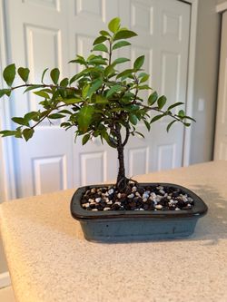 Barbados cherry bonsai