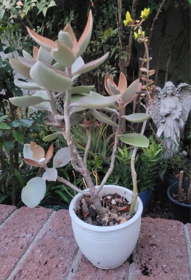 Succulent Plant In A Ceramic Pot