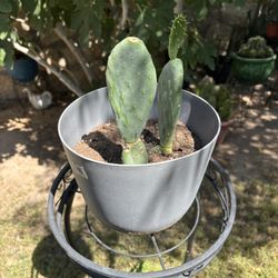 Prickly Pear Cactus