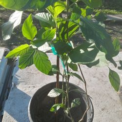 PLANTA DE MUICLE