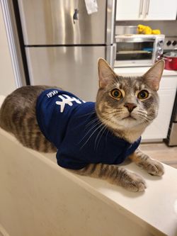 Camisa para gatos