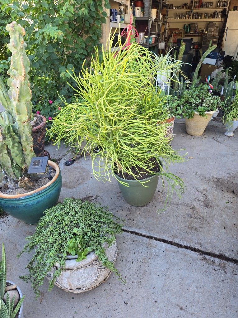 3 Firestick Plants In 15in Plastic Pot.   