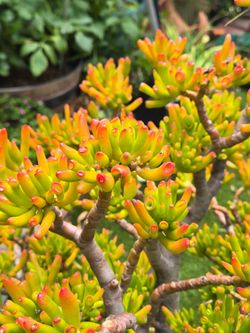 Large Colorful Succulent Plant