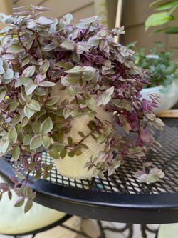 🎁Succulent house plant CALLISIA REPENS 'PINK LADY' also called the turtle wine , white flower when it blooms, in textured 5" pot.