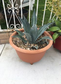 Agave plant