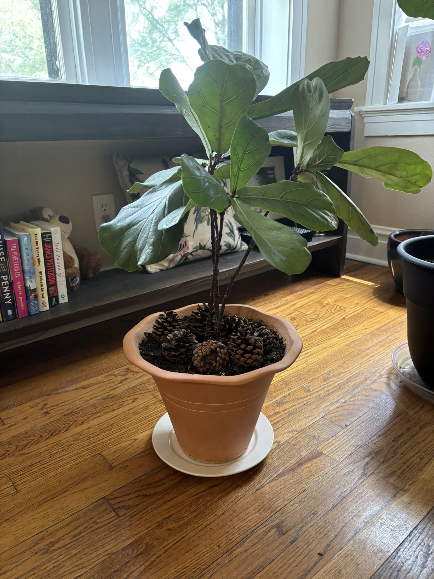 Very Nice Fiddle Leaf Fig Plant! $20