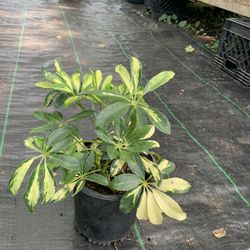 Umbrella Plant 