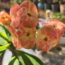 corona de cristo tierra de los sueños 