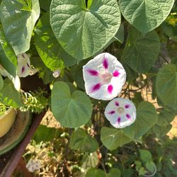 Morning Glory Plant