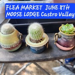 FLEA MARKET..PLANTS..SUNDAY JUNE 8TH CASTRO VALLEY MOOSE LODGE 