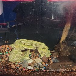 
Fluval Black Flex Aquarium Kit, 15 Gallon