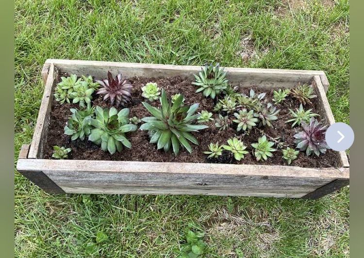 Succulent Planter Indoor/Outdoor