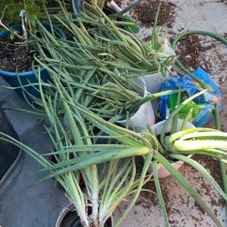Aloe Vera Plants