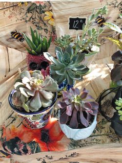Plants,succulents for sale