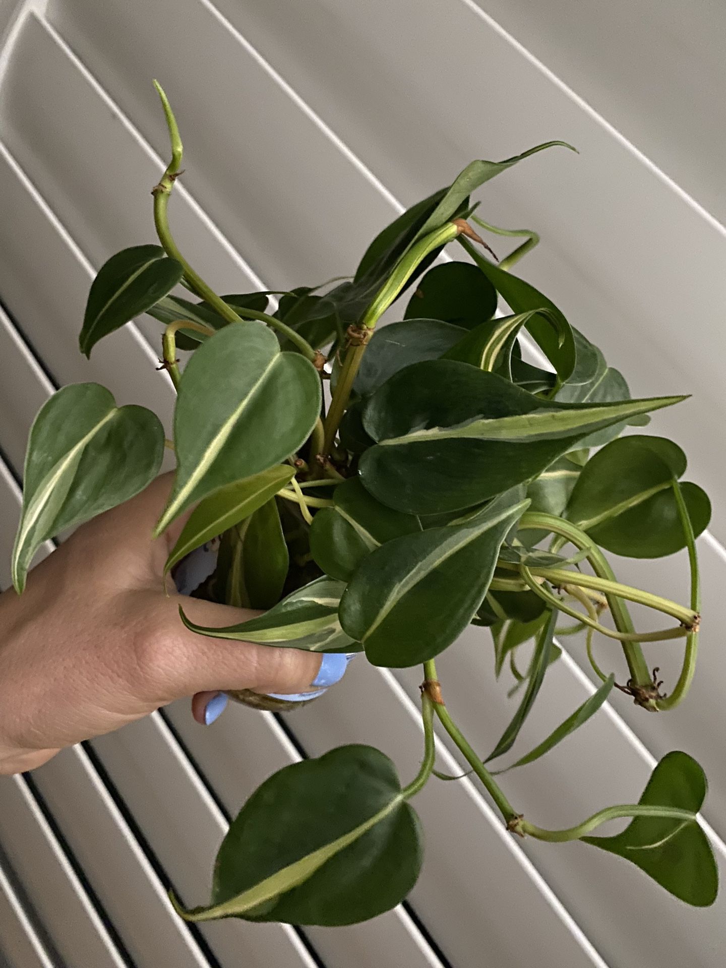 Philodendron Silver Stripe Plant Cuttings 🪴 