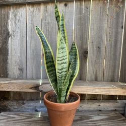 Indoor Mother-in-Law Or Snake Plant